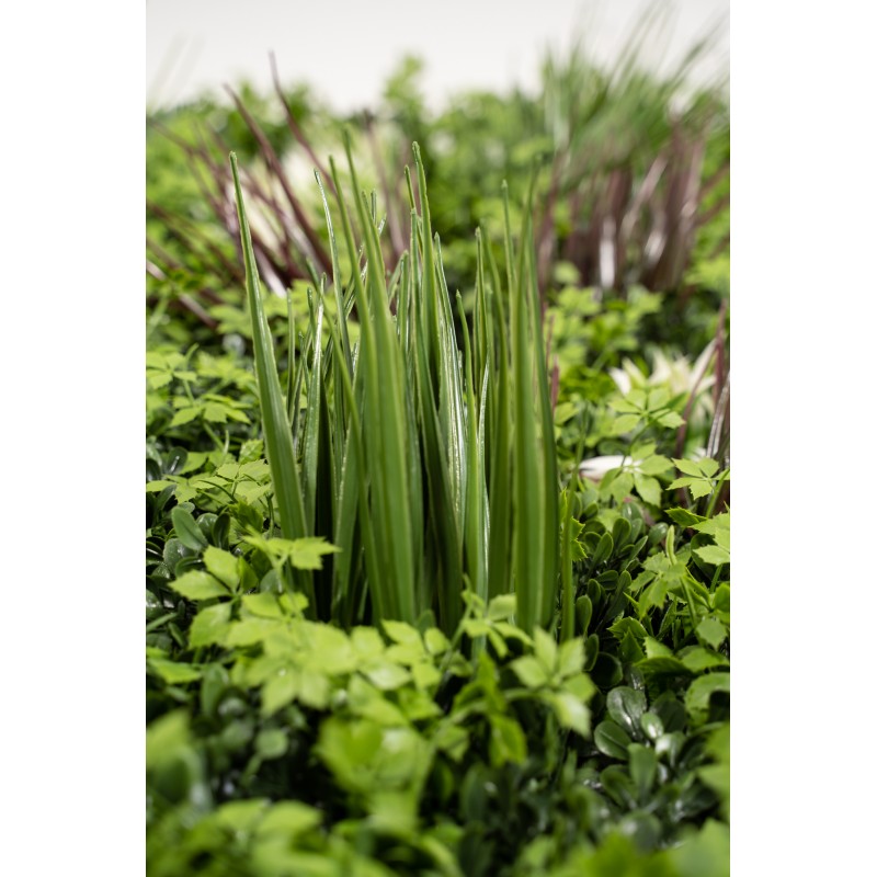 Siepe artificiale 100x100 cm  Ecuador | Xone