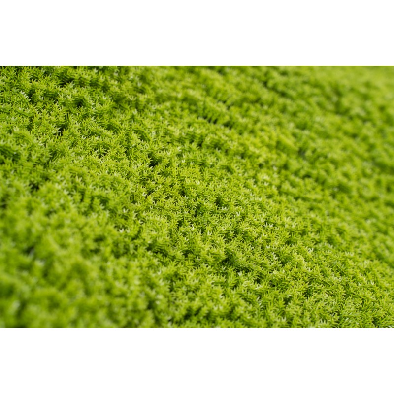 Siepe artificiale 50x50 cm Muschio | Xone