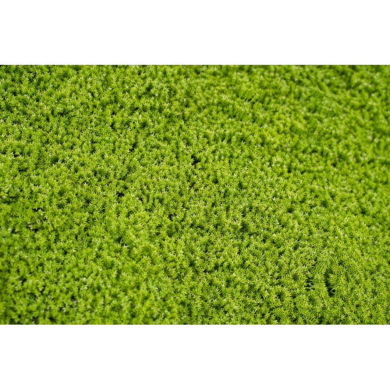 Siepe artificiale 50x50 cm Muschio | Xone